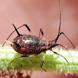 Uroleucon obscurum